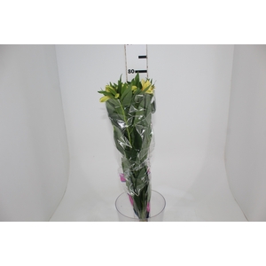 ALSTROEMERIA MELLOW YELLOW 080 CM