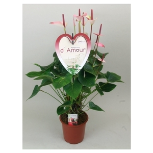 Anthurium 'Amalia Elegance'