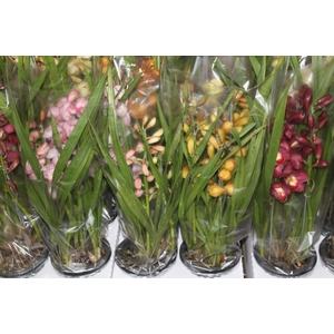 CYMBIDIUM 4+ HASTES P18 MIN 4 HA POR RECIPIENTE