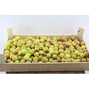 Sier Malusappel Flat Green Small P Box