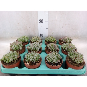 Succulents   ...