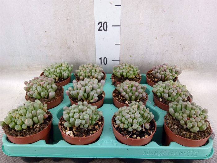 <h4>Succulents   ...</h4>