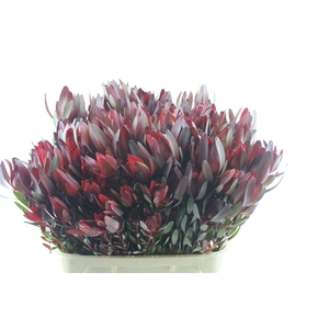 Leucad Saf Sunset Spray