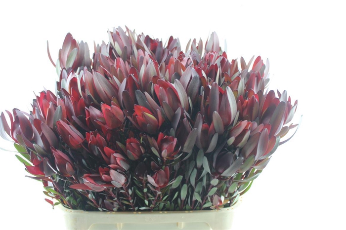 <h4>Leucad Saf Sunset Spray</h4>