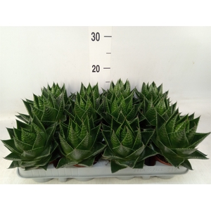 Aloe aristata 'Cosmo'