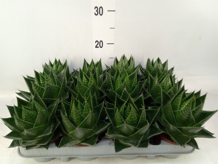 <h4>Aloe aristata 'Cosmo'</h4>