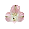 ALSTROEMERIA CHERISH 080 CM