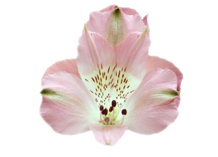 ALSTROEMERIA CHERISH 080 CM