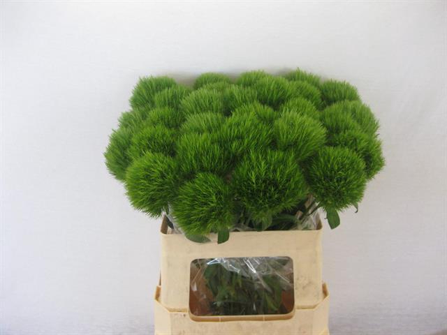 DI BARB GREEN TRICK