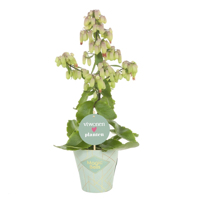 <h4>Kalanchoe  'Magic Bell'</h4>