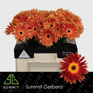 Gerbera Di Maggio Water