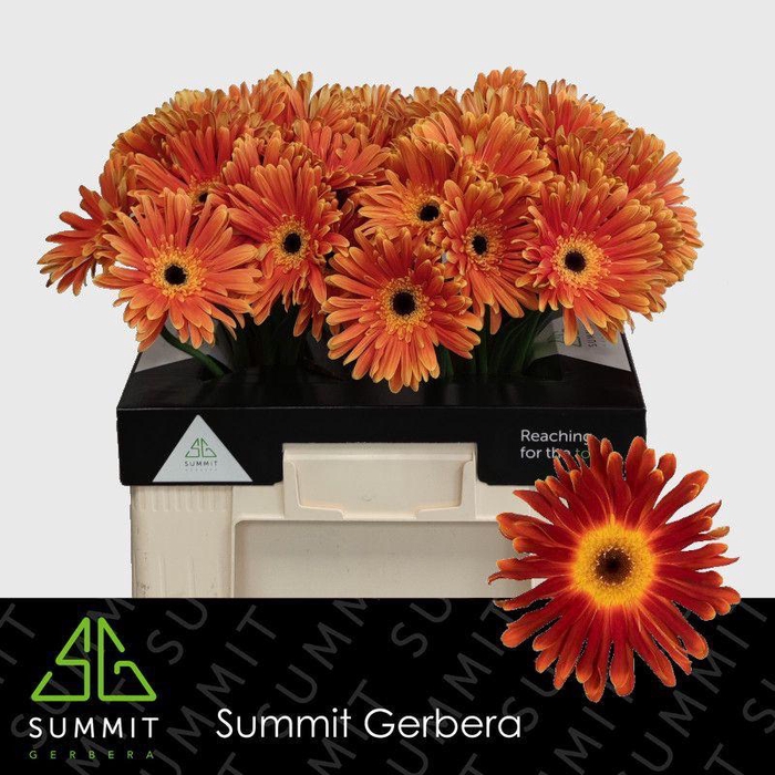 <h4>Gerbera Di Maggio Water</h4>
