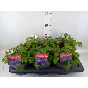 Geranium  'Johnson Blue'