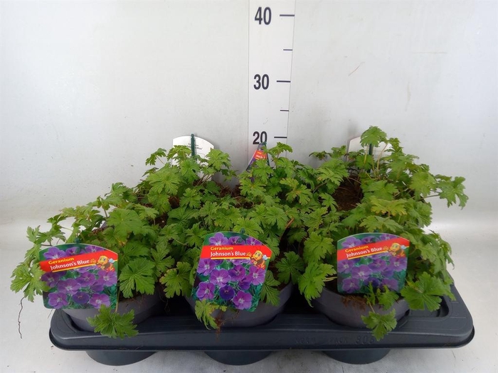 <h4>Geranium  'Johnson Blue'</h4>