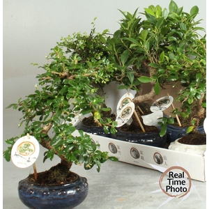 BONSAI GEM