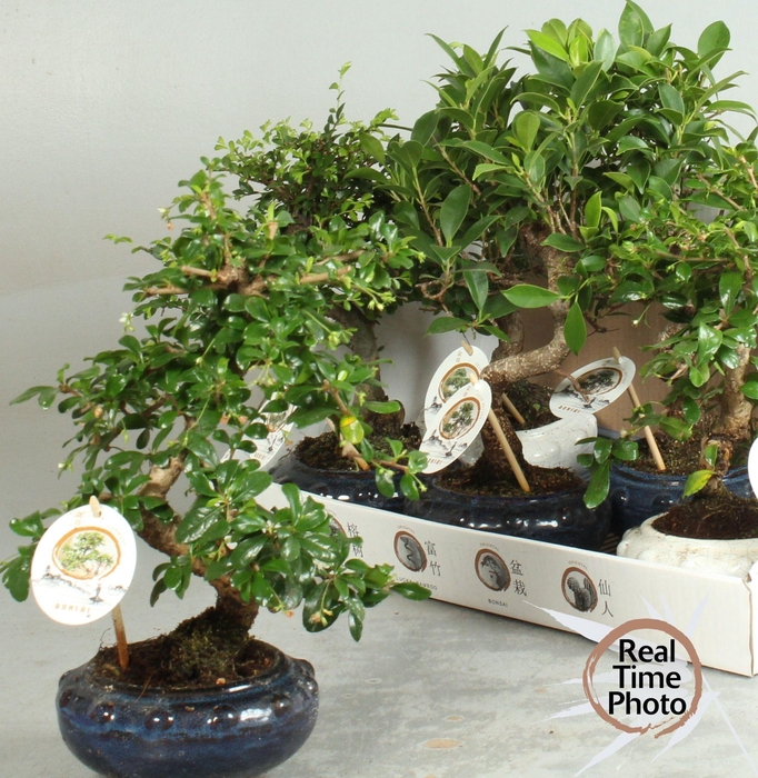 BONSAI GEM