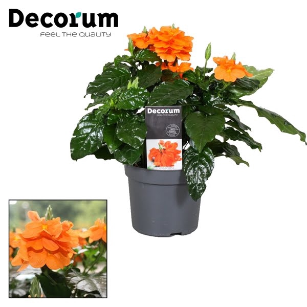 <h4>Crossandra Fortuna 13 Cm Decorum</h4>