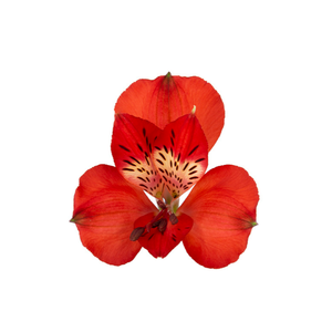 ALSTROEMERIA RED BARON 080 CM VERMELHO