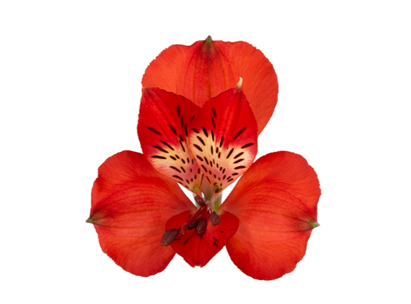 <h4>ALSTROEMERIA RED BARON 080 CM VERMELHO</h4>