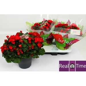 BEG HL BET RED
