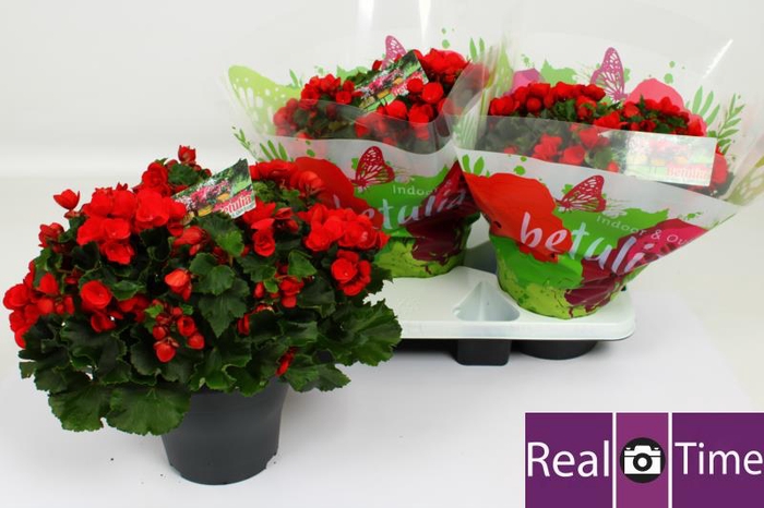 <h4>BEG HL BET RED</h4>