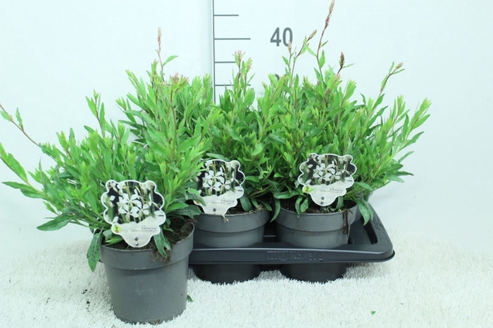<h4>Gaura lindheimeri   ...</h4>
