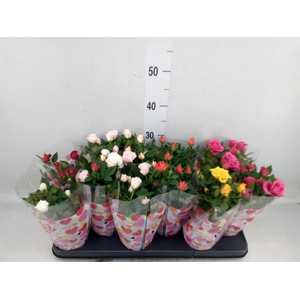 Rosa  'Star Roses'   ...mix