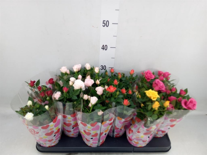 <h4>Rosa  'Star Roses'   ...mix</h4>