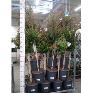 Lagerstroemia indica