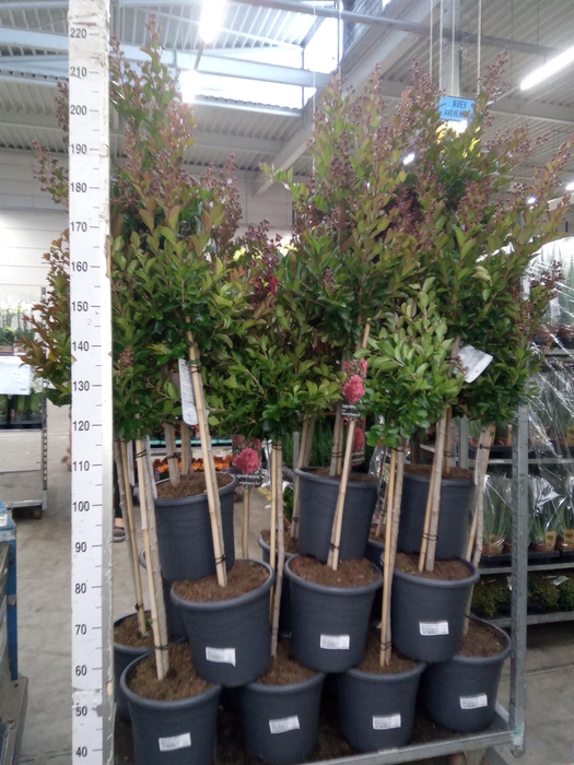 <h4>Lagerstroemia indica</h4>