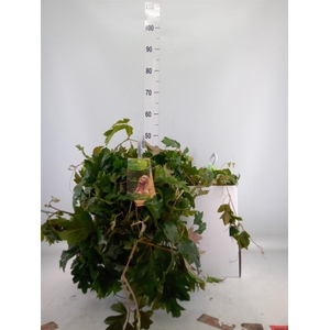 Cissus rhombifolia 'Ellen Danica'