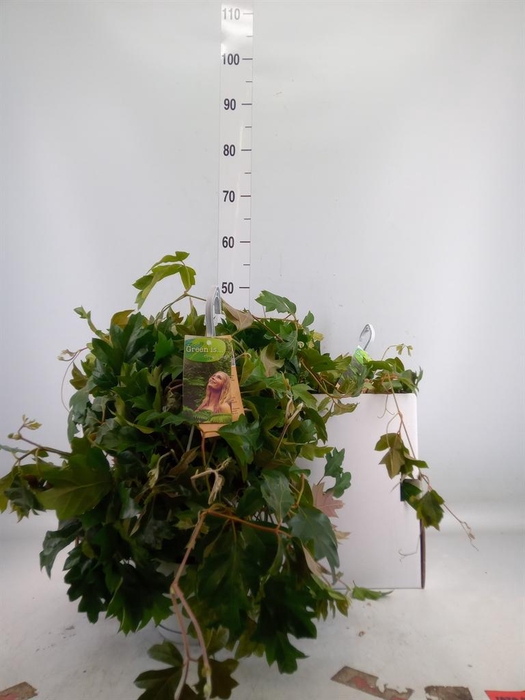 <h4>Cissus rhombifolia 'Ellen Danica'</h4>