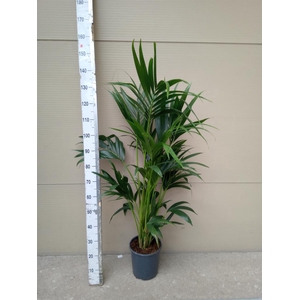 Howea forsteriana