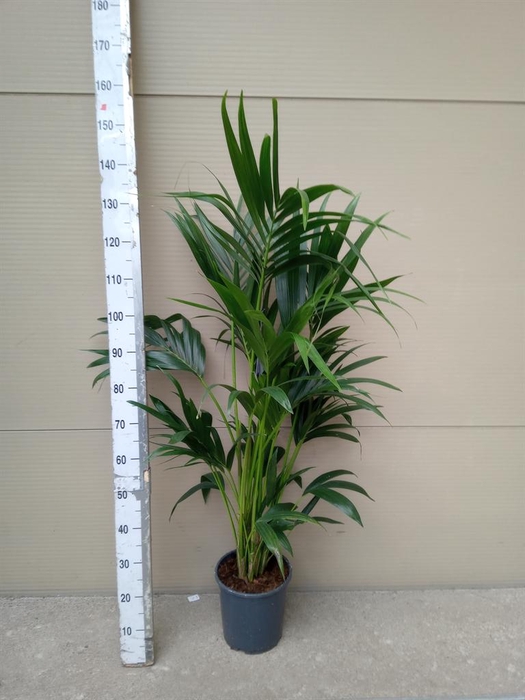 <h4>Howea forsteriana</h4>