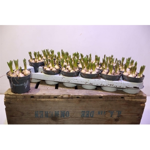 arr8 Muscar Armeniacum