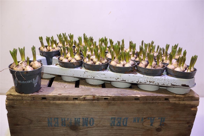 <h4>arr8 Muscar Armeniacum</h4>