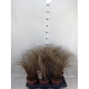 Carex comans 'Bronze Form'