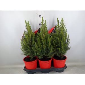 Picea glauca 'Conica'