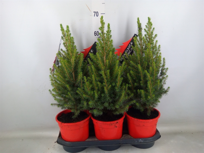 <h4>Picea glauca 'Conica'</h4>