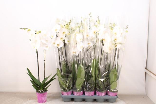 <h4>PHAL OV WIT</h4>
