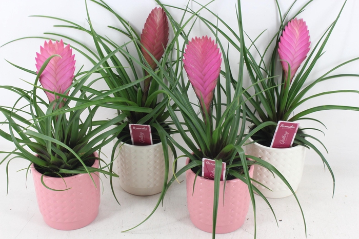 <h4>arr3 ZS - Til. Anita bubble pot x8</h4>