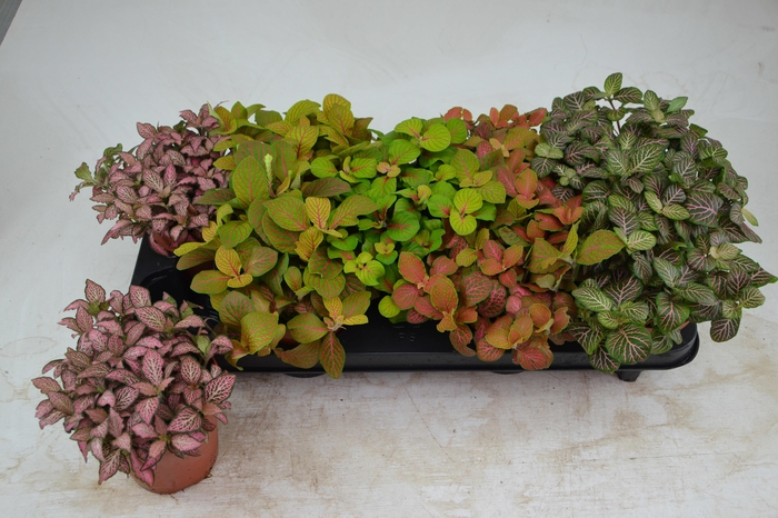 Fittonia mixed 12Ø 17cm