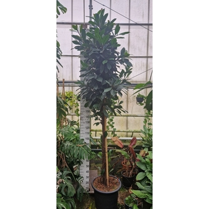 Ficus cyathistipula