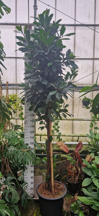 <h4>Ficus cyathistipula</h4>