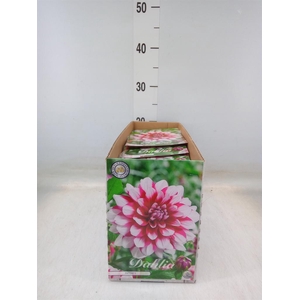 Dahlia   ...flowerbulbs