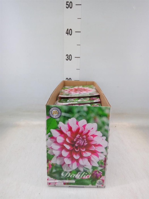 <h4>Dahlia   ...flowerbulbs</h4>