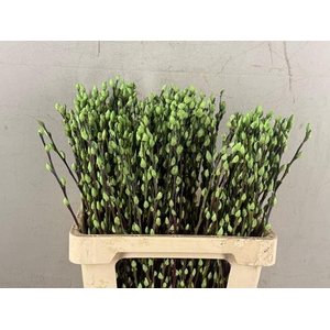 Salix Snowflake 60cm M. Green