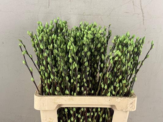 <h4>Salix Snowflake 60cm M. Green</h4>