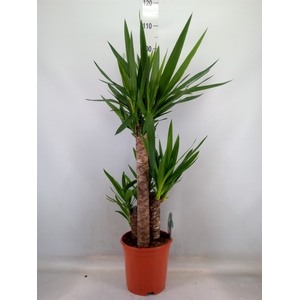 Yucca   ...