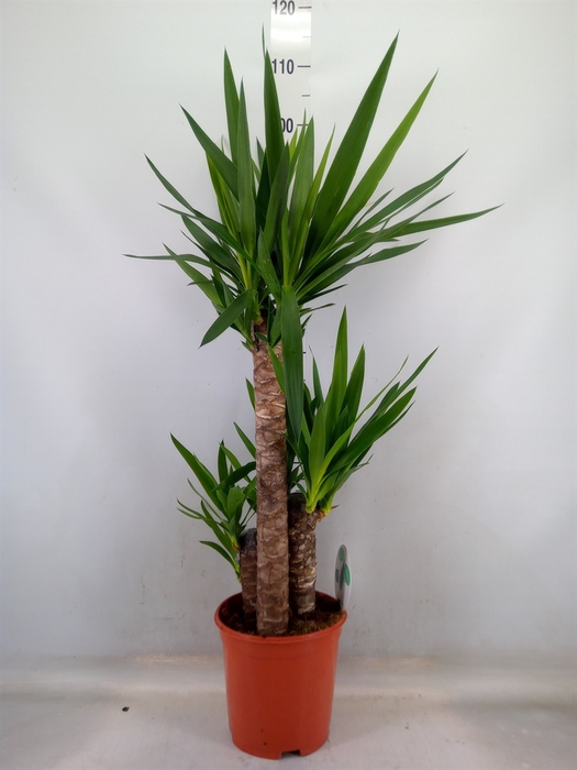 <h4>Yucca   ...</h4>